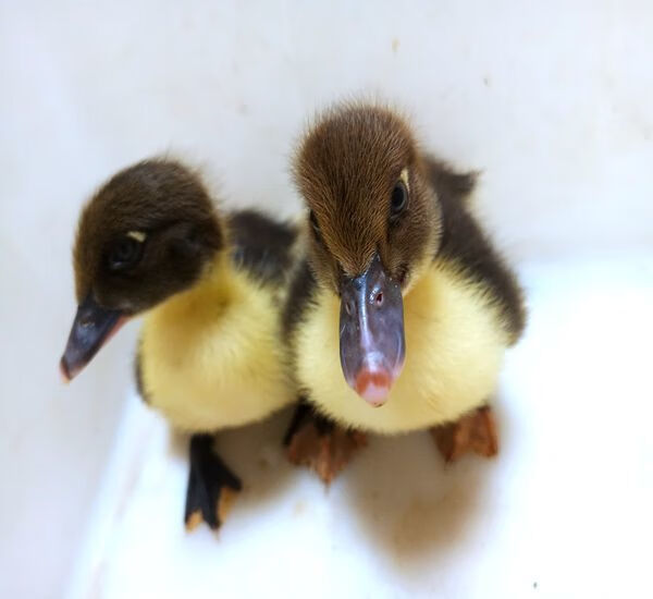 萌萌哒网红宠物小黄鸭子苗宠物鸭子纯活体活的活体小鸭子活物家养正黄