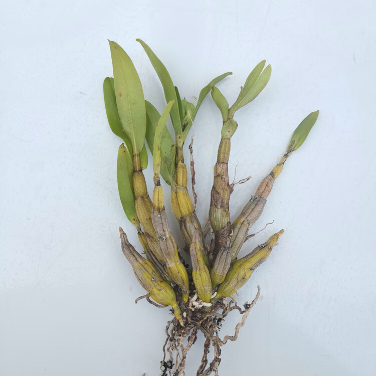 黑毛石斛翅鄂翅萼石斛丛苗盆栽盆景观赏花卉浓香型石斛花1斤