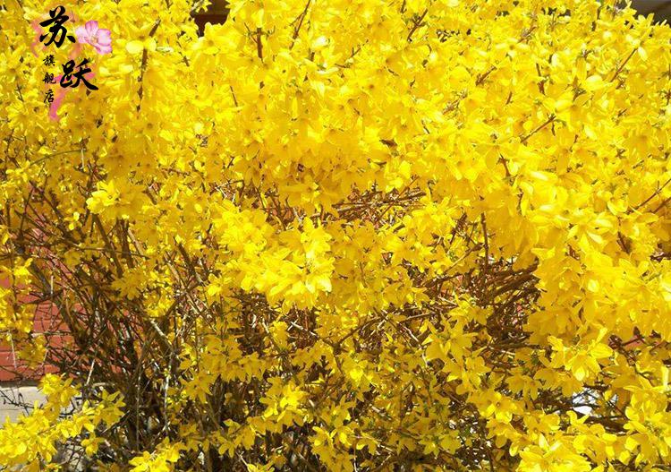 连翘苗金钟罩花黄老虎树苗园林绿化苗攀缘花卉连翘花苗庭院植物花彩色