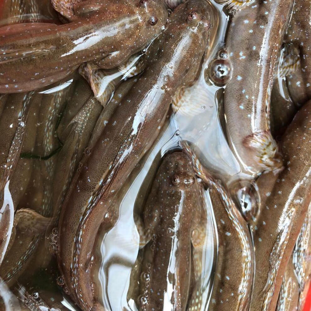 三门跳跳鱼鲜活急冻特色跳跳鱼干冷链直达 跳跳鱼2斤