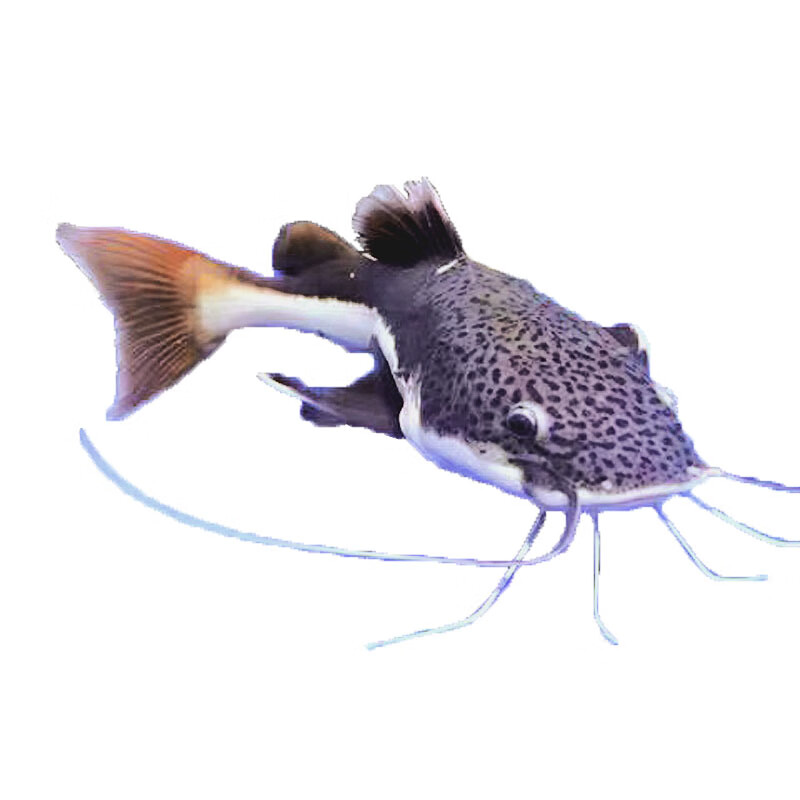 猫鱼活体红尾鲶鱼鸭嘴狗仔鲸底层鱼凶猛大型热带观赏鱼龙配鱼 猫鱼9