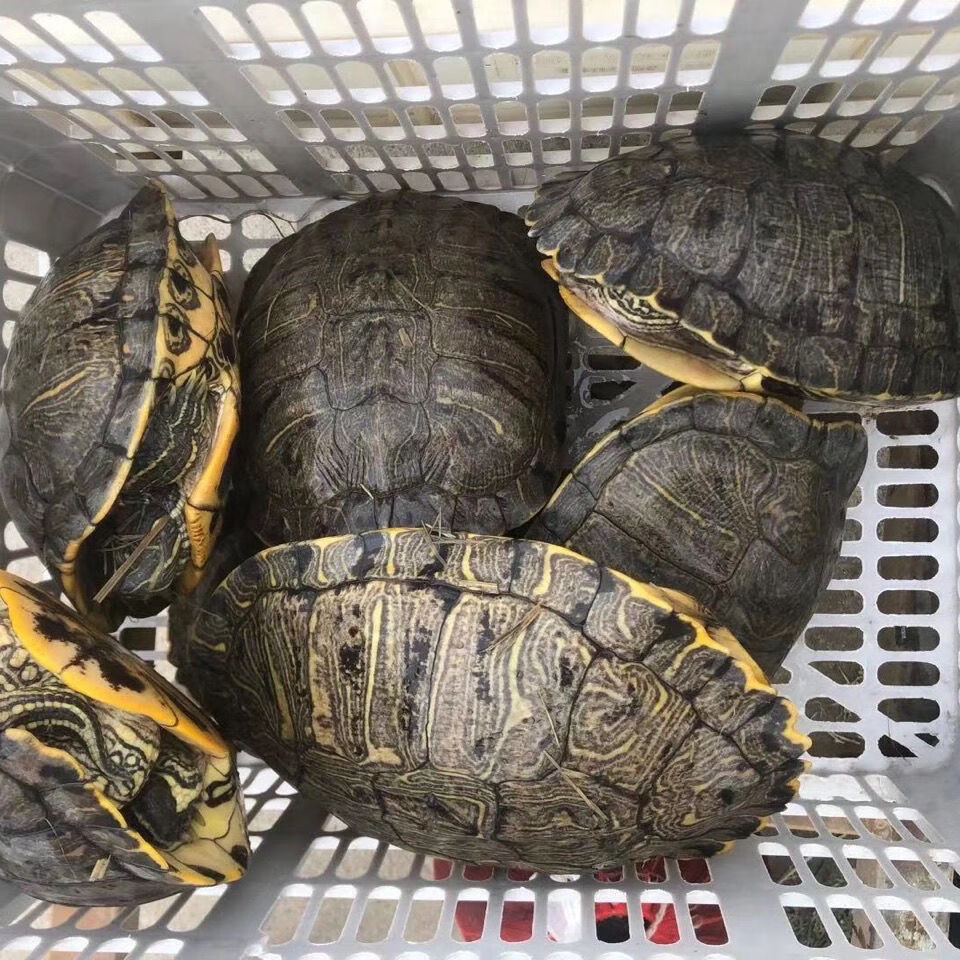 族萃巴西龟特大红耳龟黄金龟乌龟大龟特大巴西龟超大下蛋乌龟活物23斤