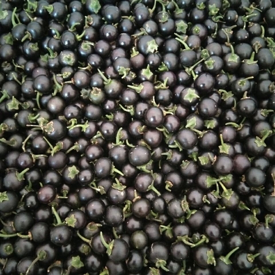 有仁堂精品龙葵果干品中药材50克装龙葵子野葡萄天茄子黑悠悠野水果