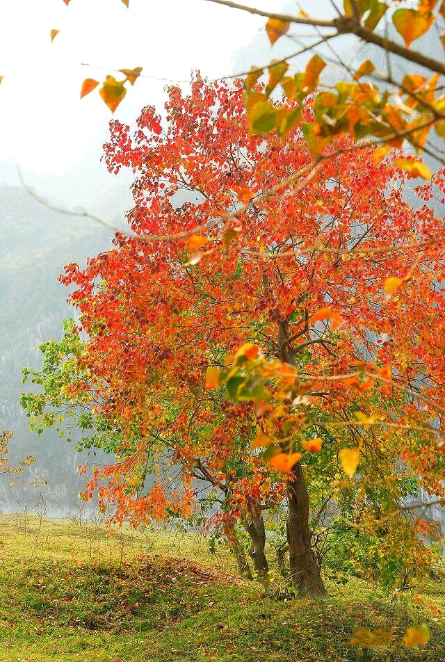 红叶乌桕树苗山红叶南北方别墅庭院绿化树耐寒丛生乌桕景观彩叶树根径