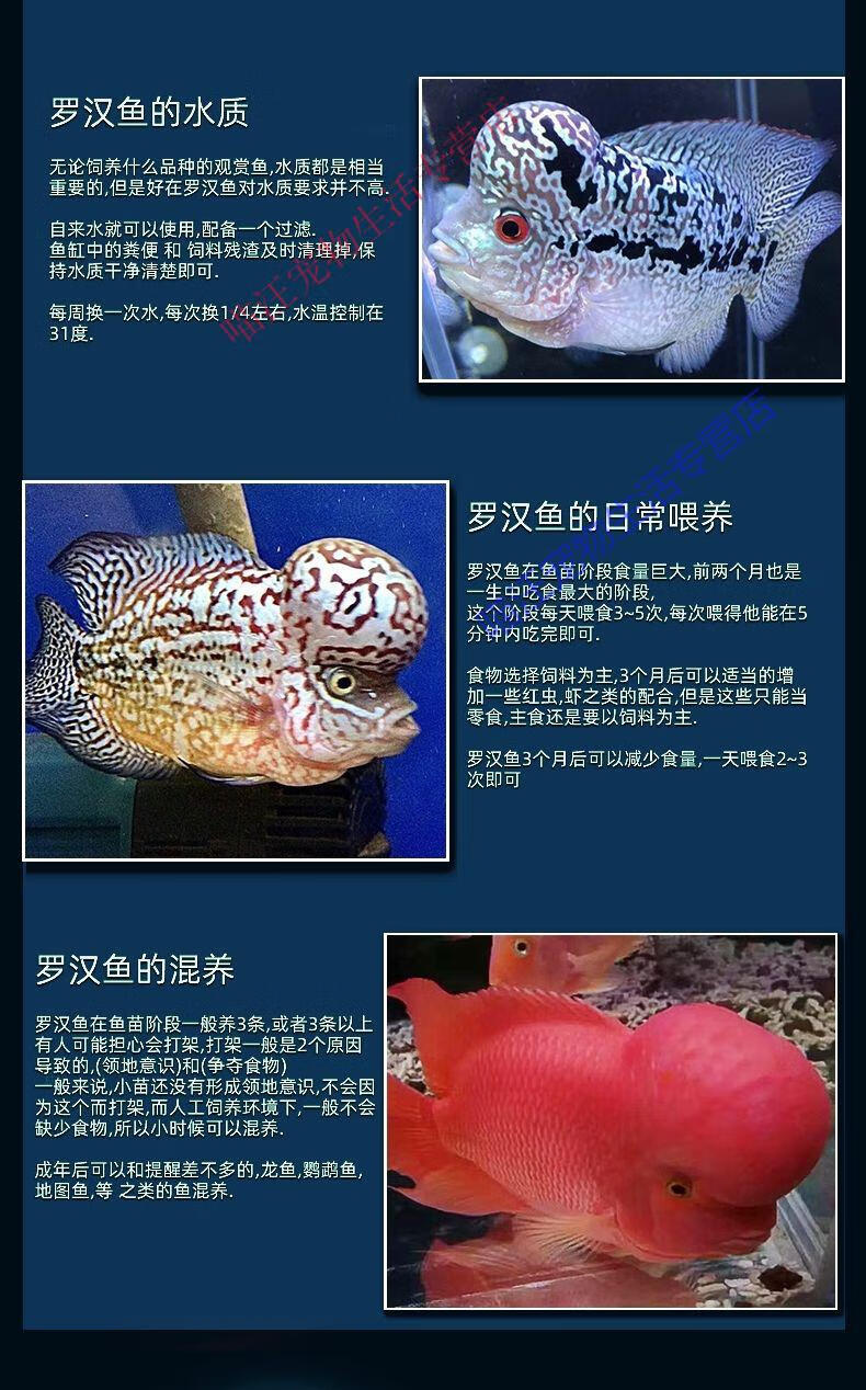 瑾伦罗汉鱼鱼苗活体起头大苗红马亚成热带观赏鱼小型淡水鱼好养活精品