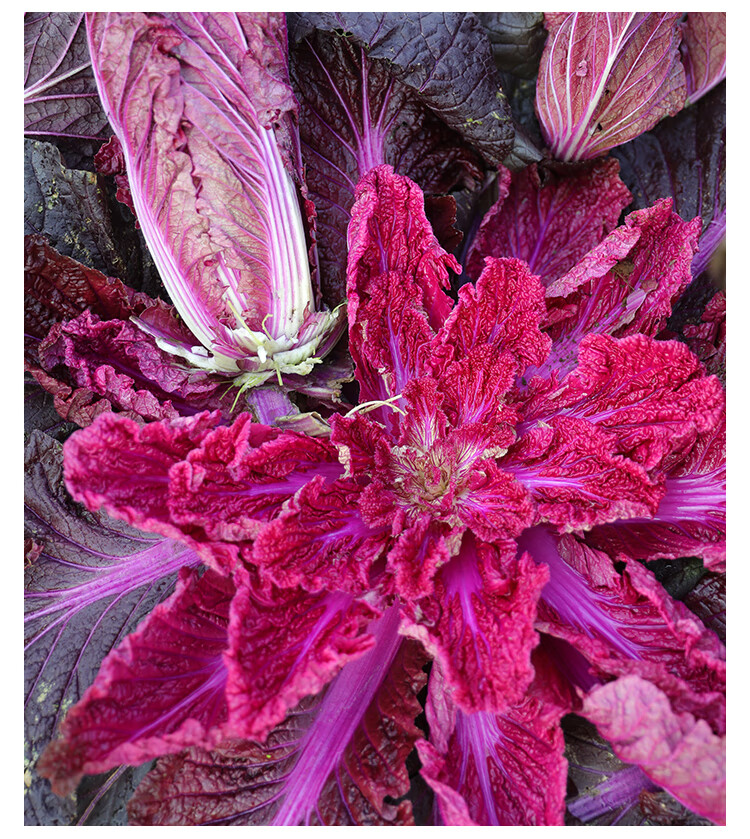 紫白菜种子种籽苗秋季大白菜紫运紫色红色娃娃菜四季蔬菜孑菜种 紫