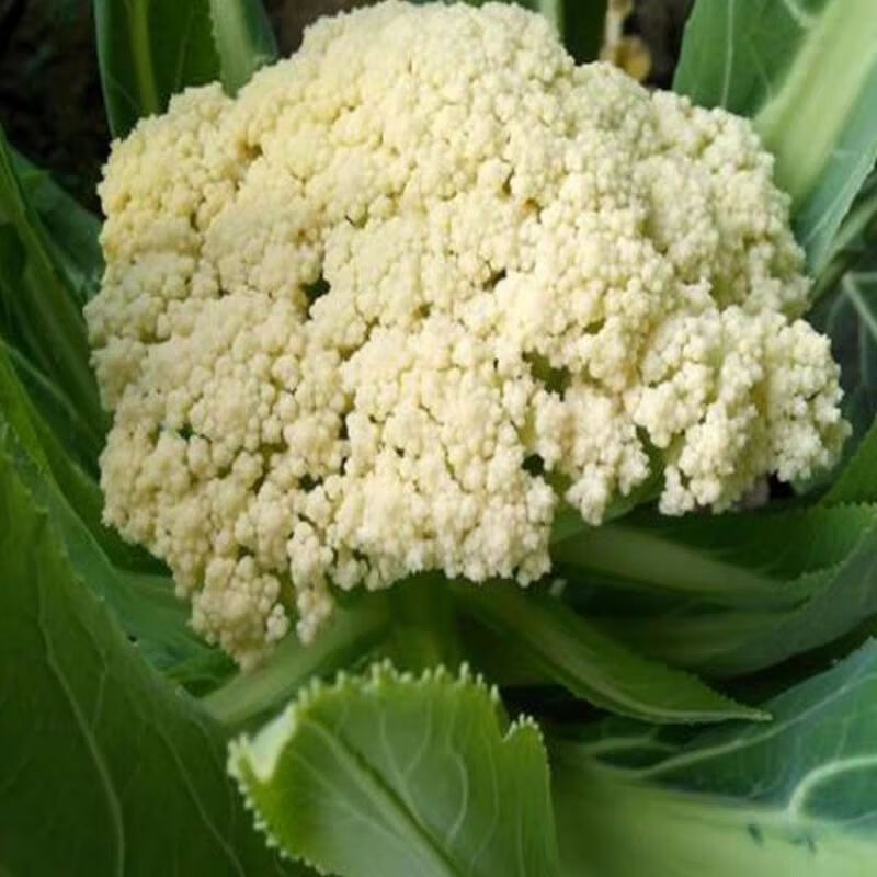 晨臻菜花新鲜现摘现发散花菜花椰菜花时令蔬菜白花菜精选花菜3斤装