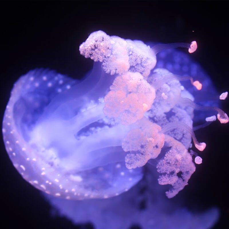 京选推荐水母活物小宠物网红水母赤月水母海洋生物活水母养殖2cm4cm