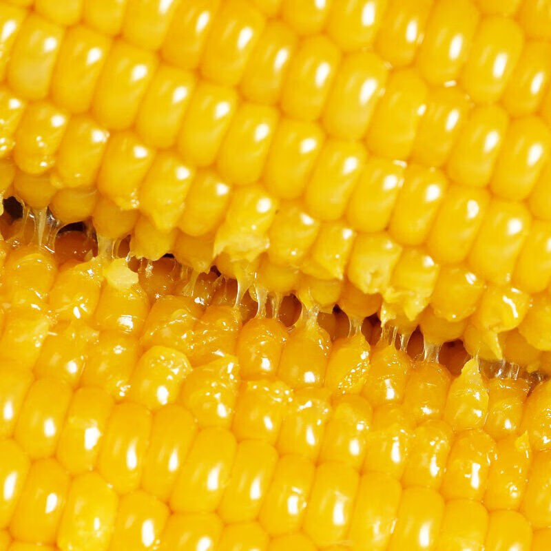 一等黄糯黑龙江黄糯玉米棒东北黏玉米真空包装黏苞米甜糯5支箱糯九黄