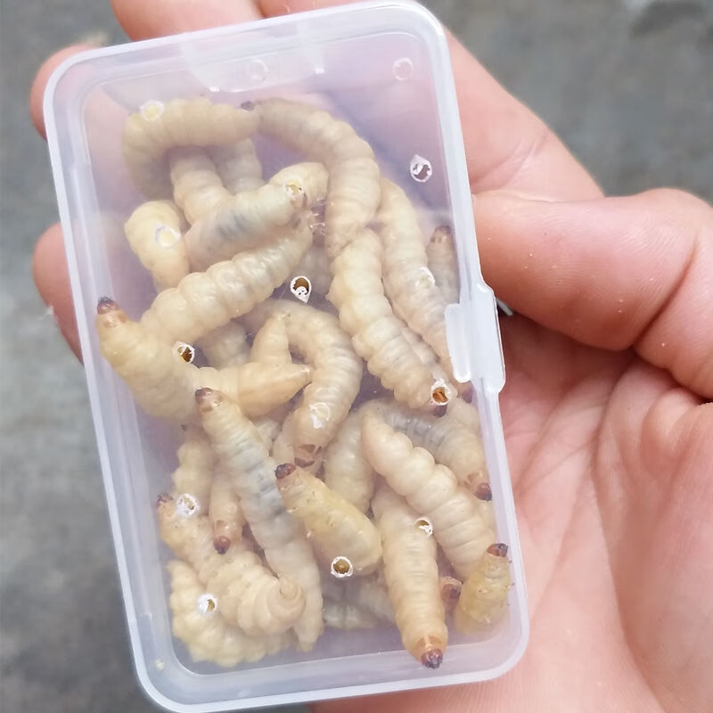 蜜袋鼯蟲子小鼬愛吃零食麥麩麵包蟲倉鼠糧食葡萄蜜玉米大號活體蟲 小