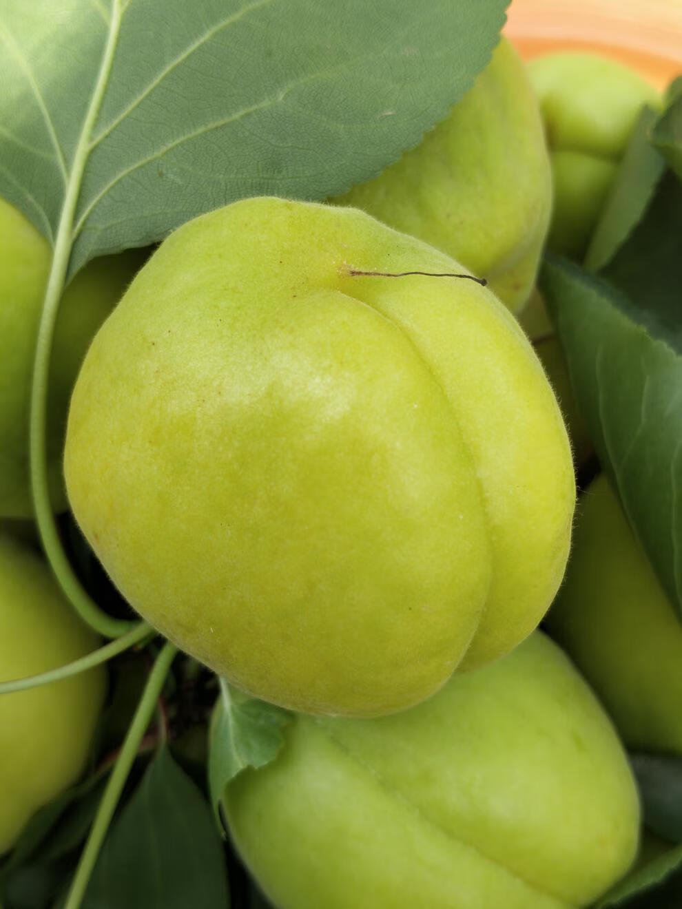 陕西小白杏5斤大杏黄甜杏子应季孕妇新鲜水果银杏非新疆现摘香白杏头