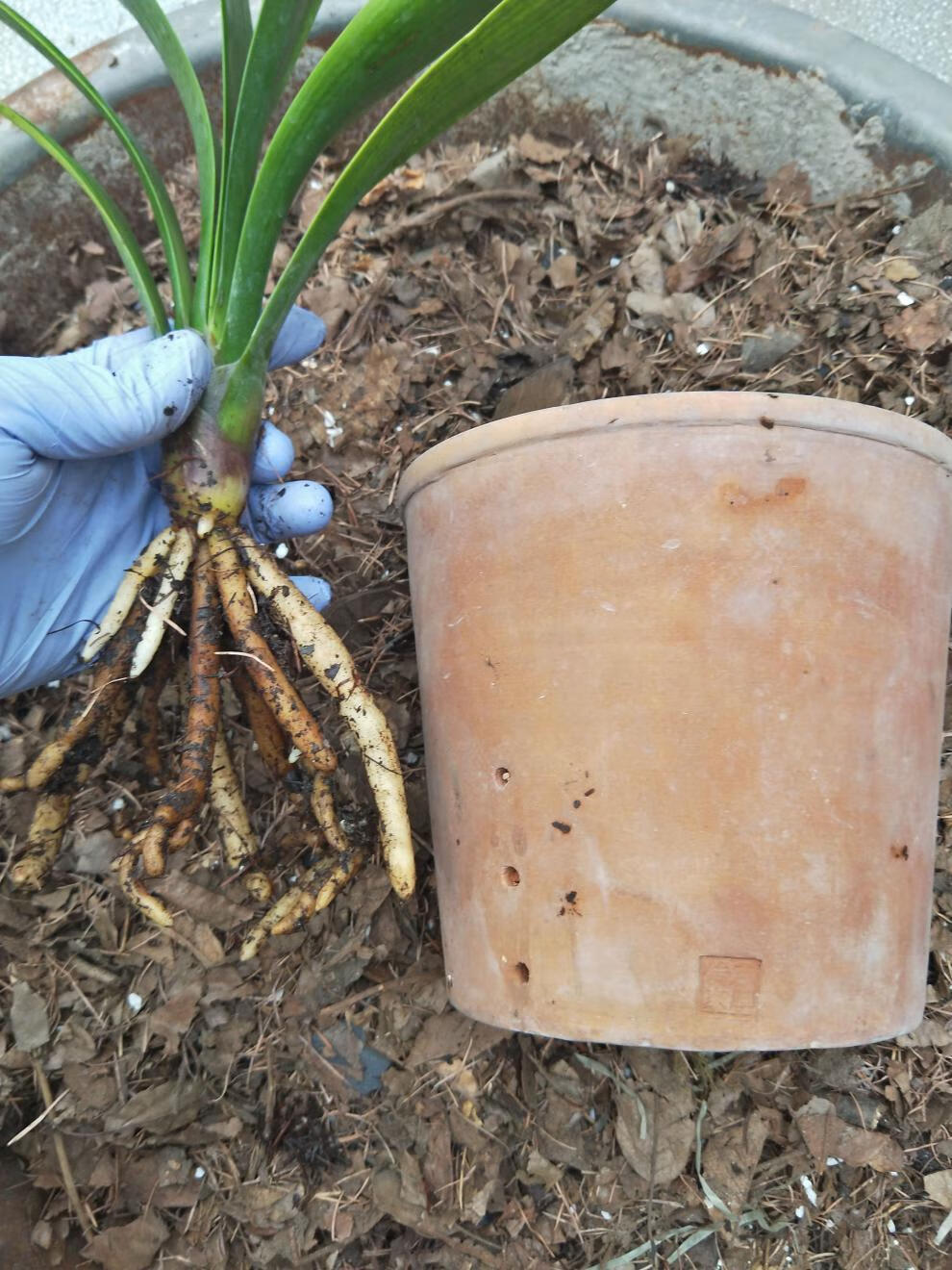 腐叶土君子兰专用土营养土腐熟橡树叶柞树叶松针土营养土君子兰土45kg