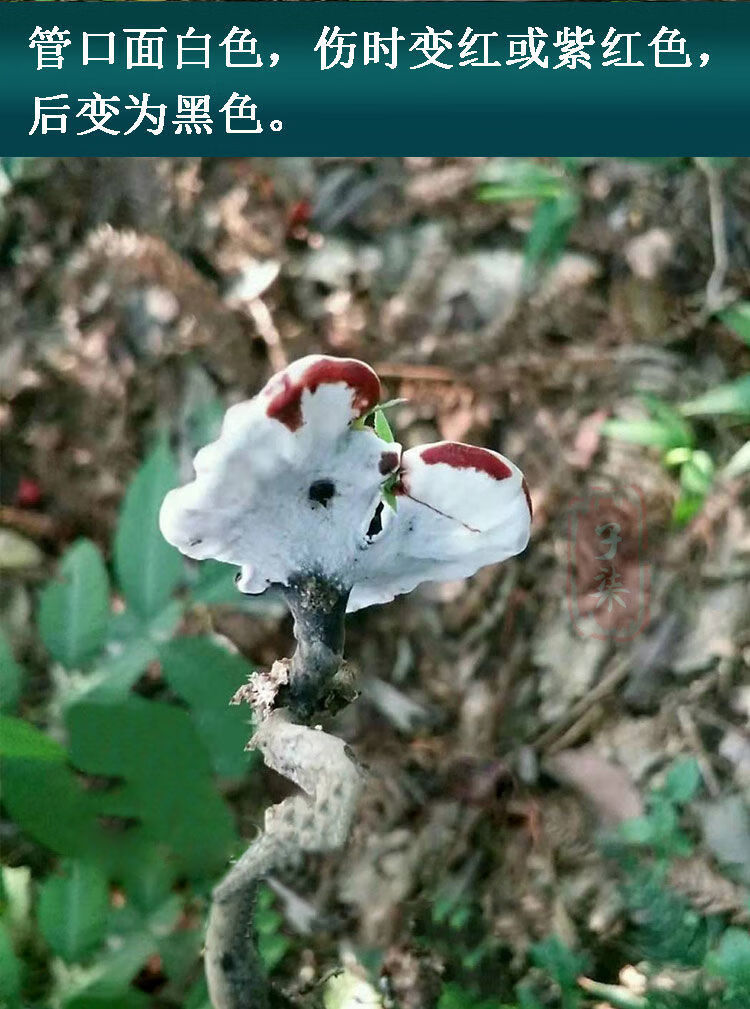香血灵芝深山黑芝黑灵芝乌芝皱盖假芝可切灵芝片泡酒料 野生香血灵芝