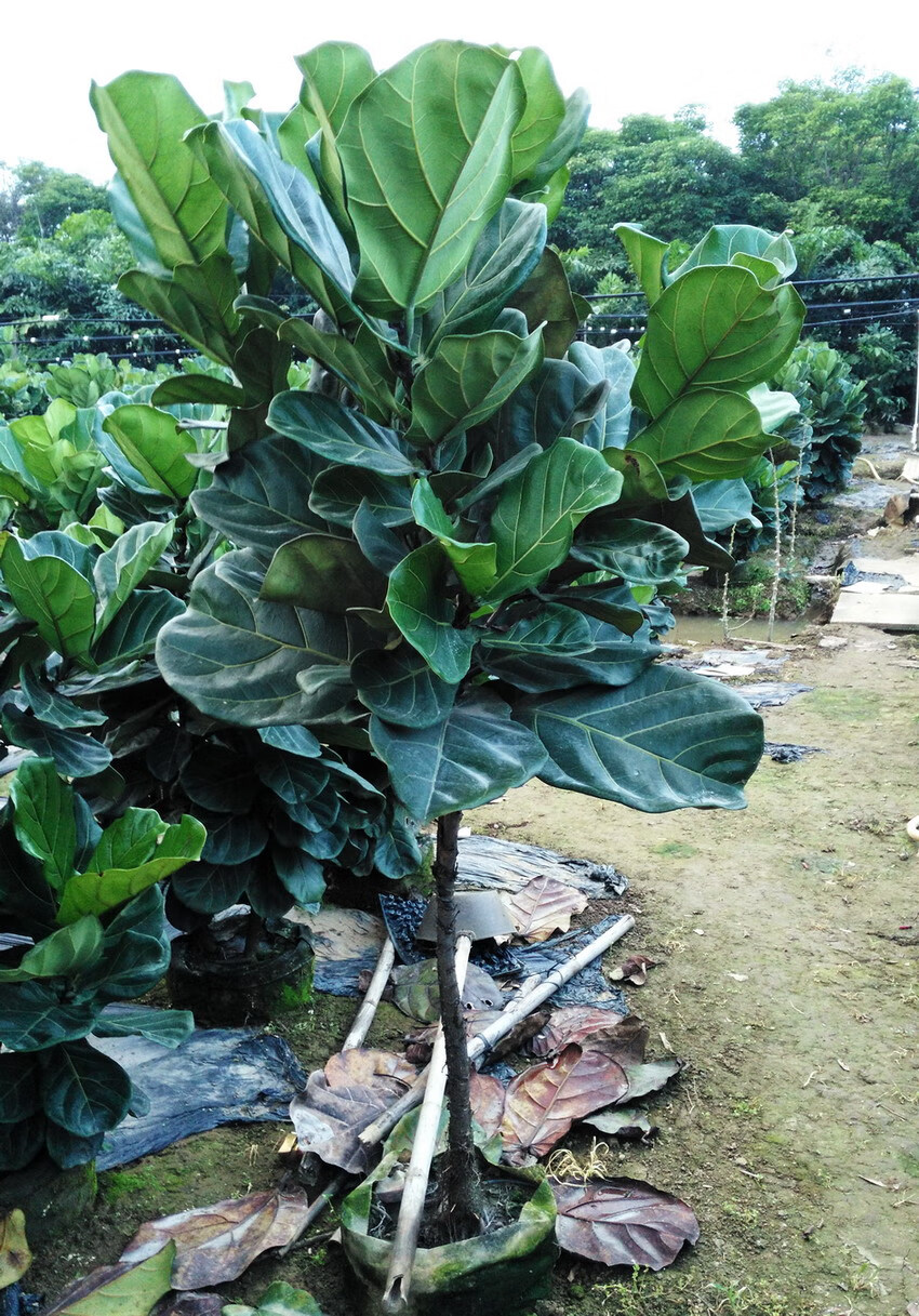 琴叶榕 大型室内客厅大叶绿植盆栽好养植物棒棒糖树型好 精品小琴叶榕