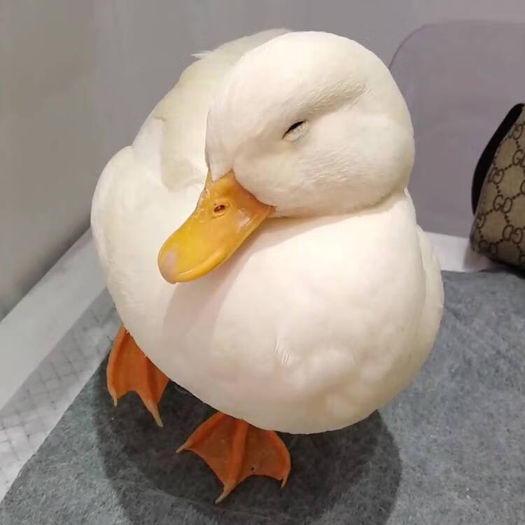 zxc柯尔鸭受精蛋网红科尔鸭可达鸭宠物小鸭子柯尔鸭种蛋种鸭幼崽活体