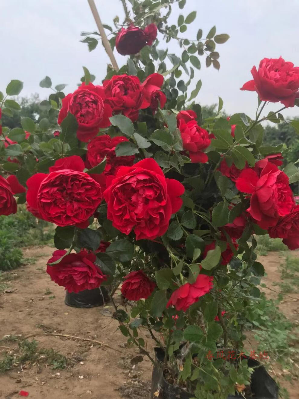 畷园佛罗伦萨弗洛伦蒂娜月季成品美植袋苗多季可藤可灌花卉扦插小苗带