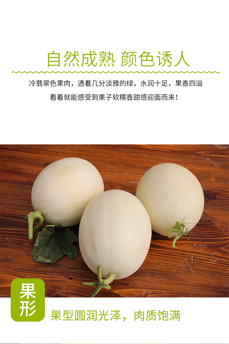 春光岛南汇玉菇甜瓜孕妇新鲜蜜瓜玉茹香瓜5斤白瓜 2500g 南汇玉菇甜瓜