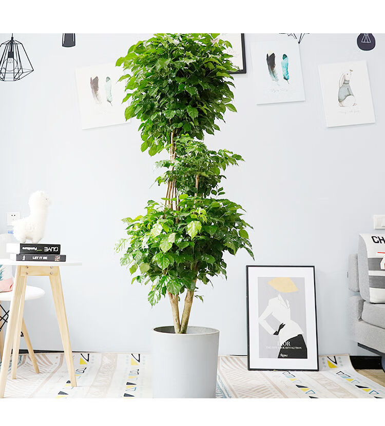 幸福树客厅大盆栽两层绿宝室内大型植物办公室净化空气绿植好养活