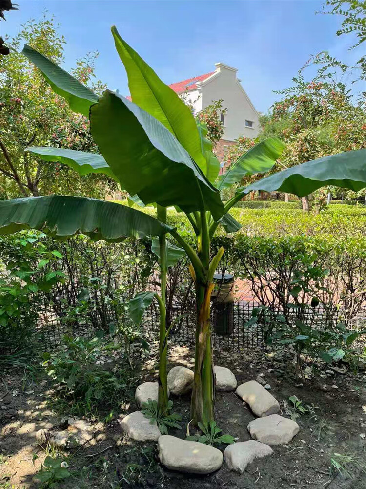 芭蕉樹苗庭院大型綠植花卉芭蕉苗 北方耐寒觀賞芭蕉樹苗盆栽大葉植物