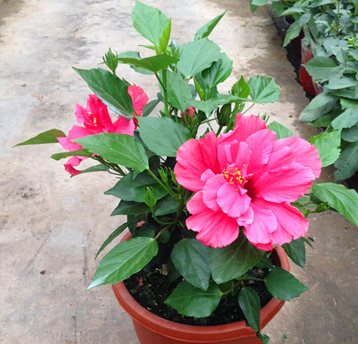 庭院陽臺花卉綠植玫紅色重瓣朱槿芙蓉花佛堇扶桑帶花 小盆桑葉牡丹粉