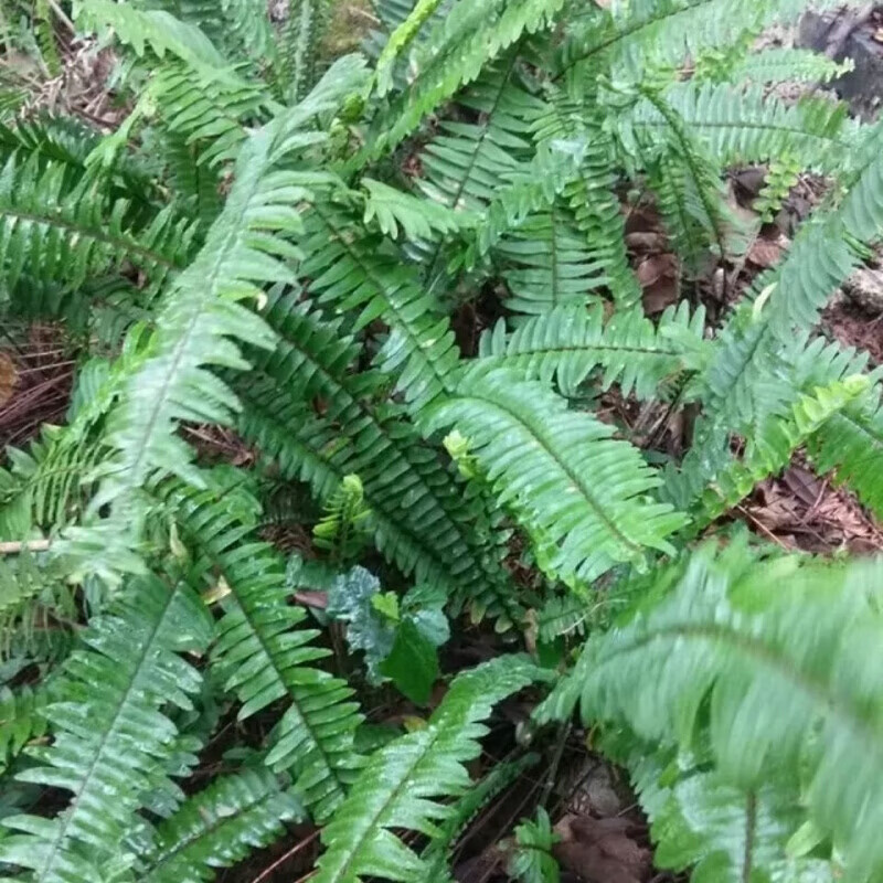 廣西野生新鮮石黃皮 鳳凰蛋 蛇蛋參 圓羊齒 石琵琶煲湯原料 1斤【圖片