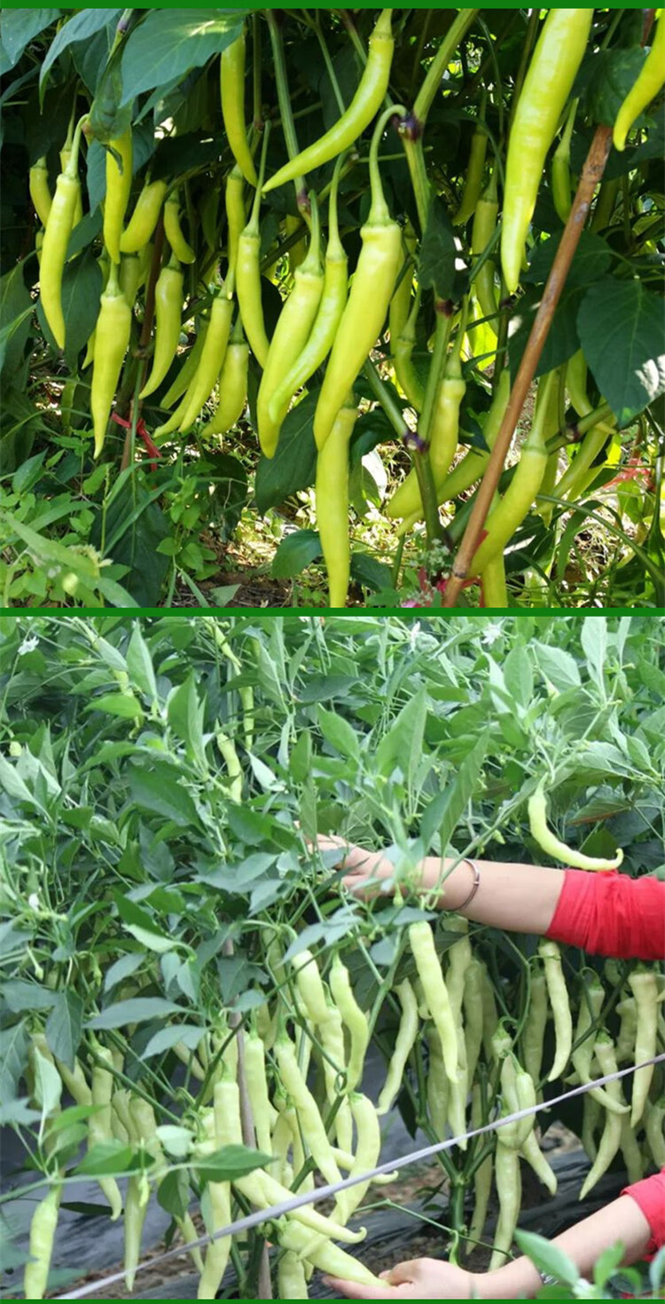 纳格兰白玉辣椒种子超辣小辣椒泡椒小米椒白辣椒春秋四季盆栽蔬菜种孑