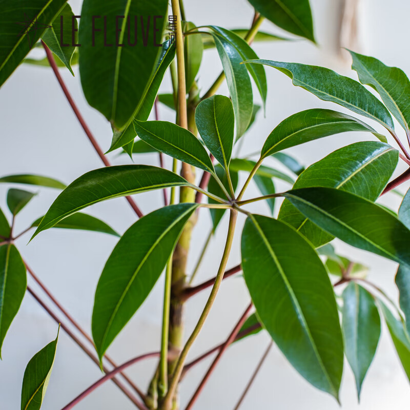 疊勖星河日本大葉傘老樁盆栽落地綠植客廳室內植物臥室umbrella tree