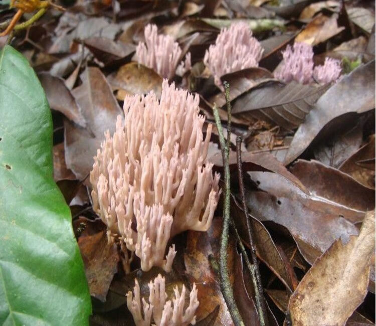 21年菌干货 扫把菌干货 干扫把菌菌 鸡爪菇 龙爪菇 100g珊瑚菌试吃