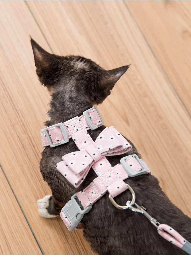 猫咪牵引绳防挣脱猫链子溜猫绳猫咪专用神器可爱幼猫外出猫咪用品