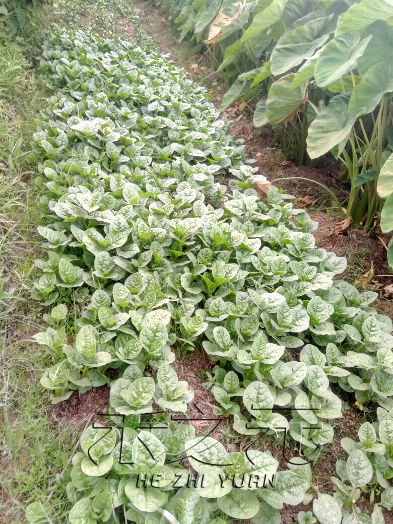 青菜蔬菜种子四季春秋冬春季种孑秋季木耳菜菜苗秧苗菜 木耳菜苗60棵