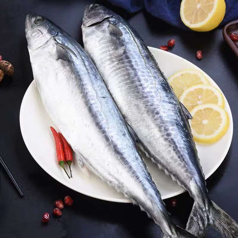 马鲛鱼新鲜海捕马鲛鱼鲜活鲅鱼燕尾鲅鱼大号鲅鱼整条 1斤-1斤半/条