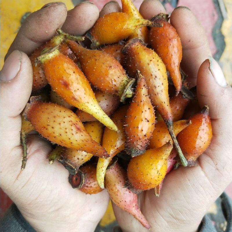 红金樱子泡酒斤装 5斤干的