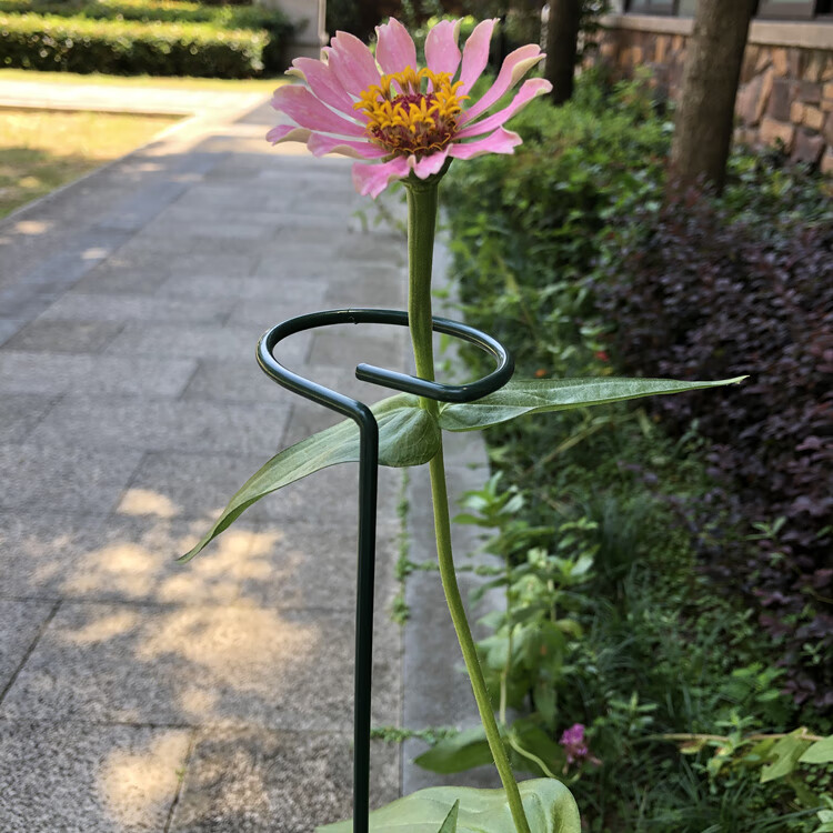 好运马植物支撑杆盆栽插杆带圈园艺花卉固定月季花郁金香绣球撑花支架