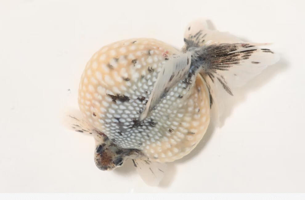 族萃观赏鱼精品鼠头珍珠鳞金鱼苗活体皮球包活红白五花蓝背珠子水族78