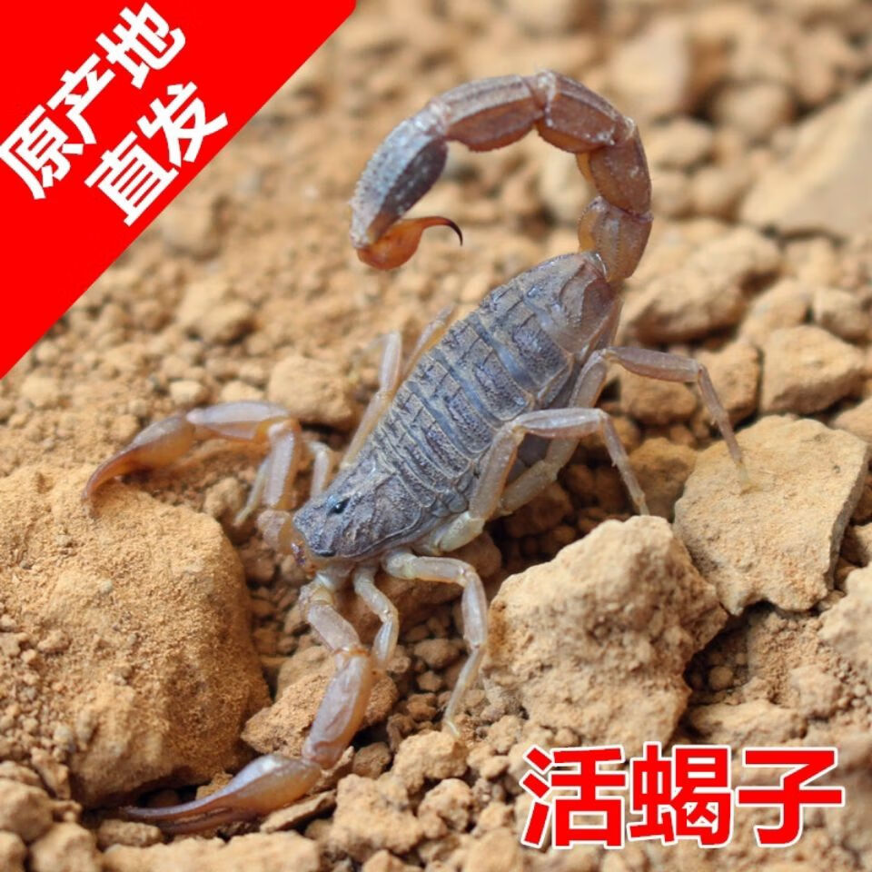 荣郁沂蒙全蝎活蝎子煲汤入药油炸泡酒药蝎子活体用活蝎子食用全虫20只