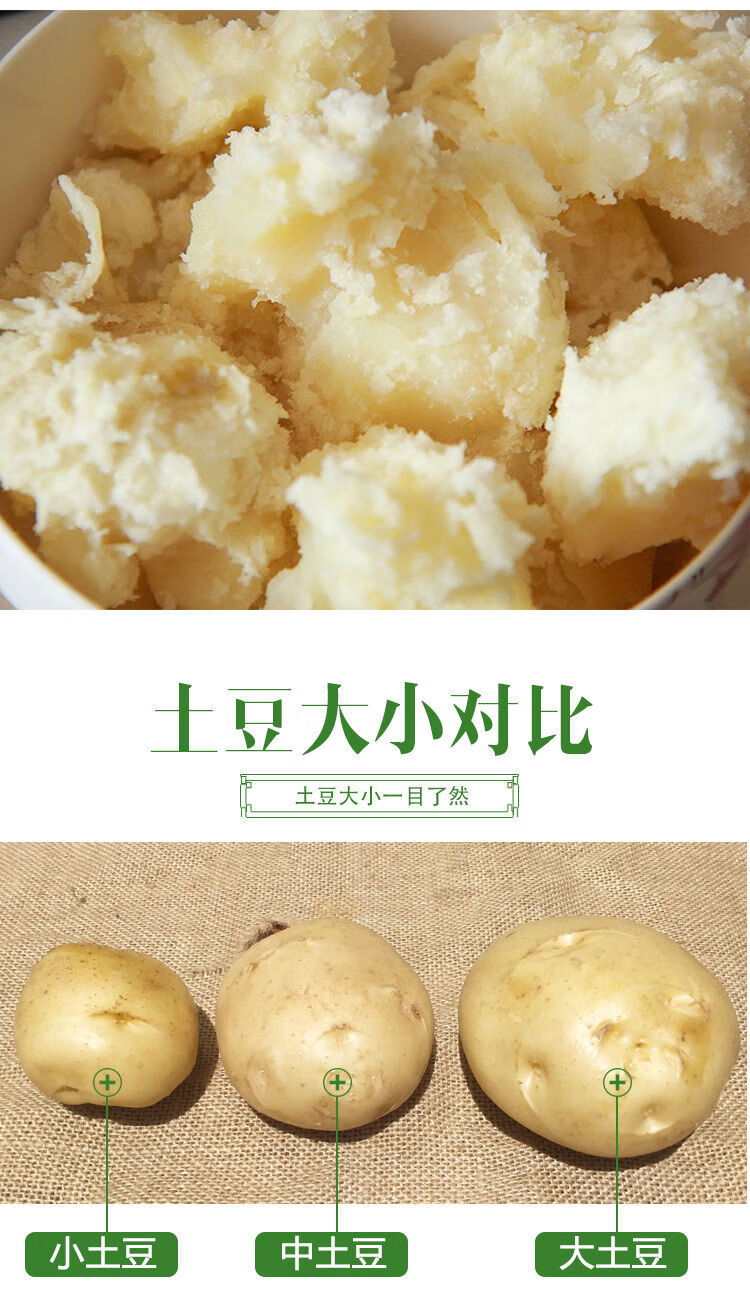 21年定西大土豆甘肃特产农家新大坪黄心黄皮沙面马铃薯新洋芋10斤小果
