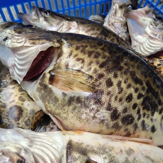 lism安徽特产桂鱼正宗鳜鱼鳌花鱼桂花鱼淡水鱼新鲜活鱼下单现杀 1斤净