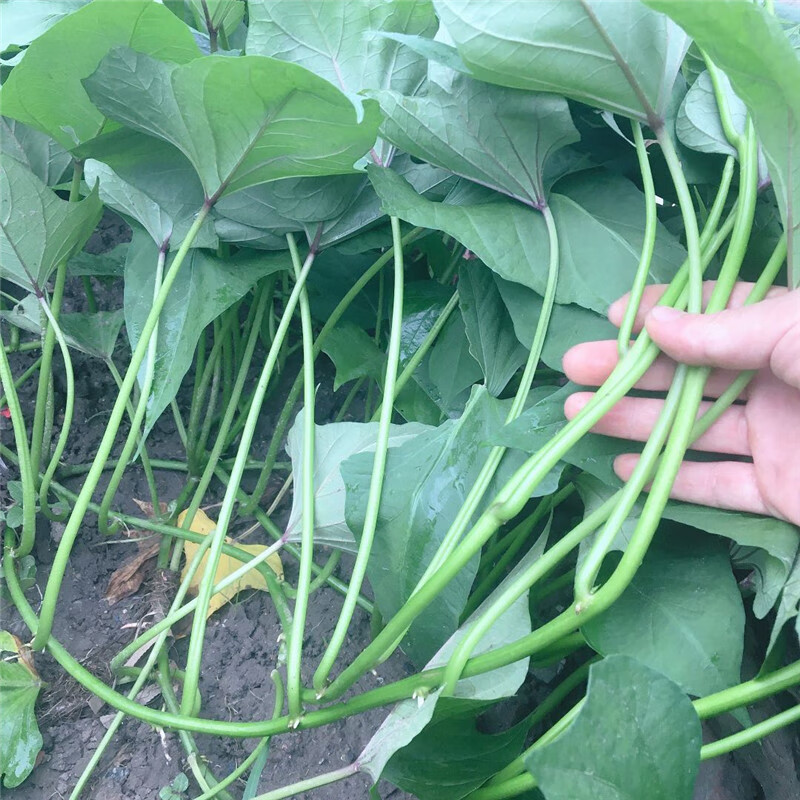 味蕾乐 湖北农家自种新鲜红薯梗地瓜梗3斤红苕梗茎番薯藤杆子老品种