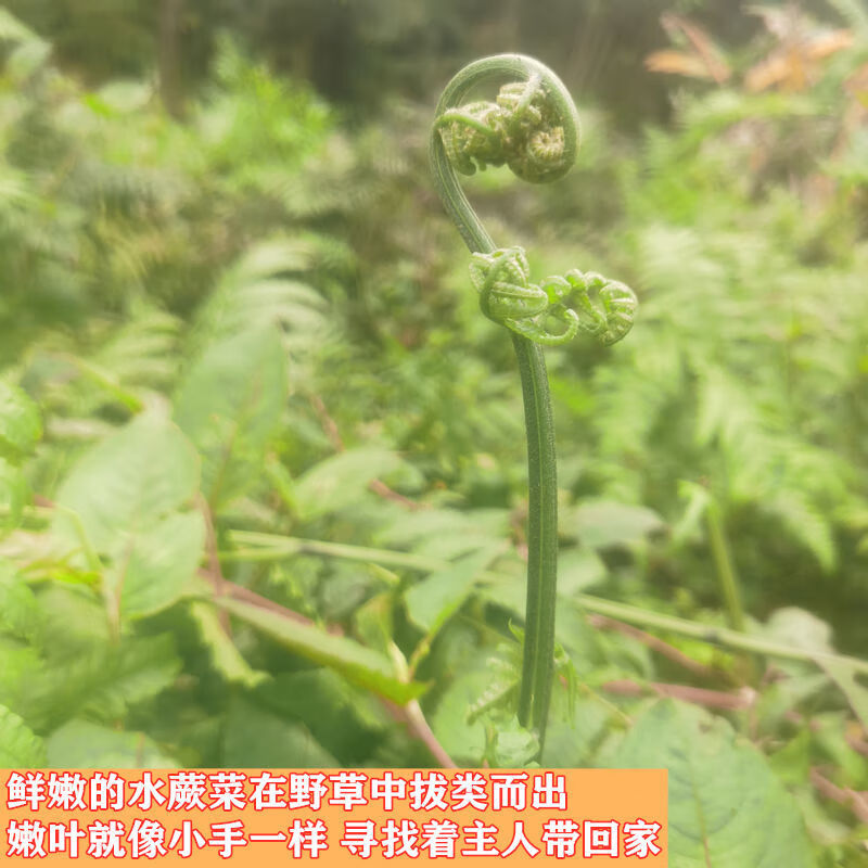 新鮮現摘現發廣西農家菜蕨菜1水蕨菜鮮嫩拳頭菜貓爪菜尾7斤蕨菜新鮮現