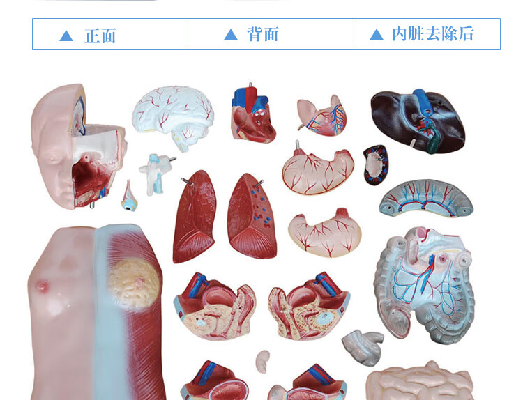 人体内脏模型医用介绍图片