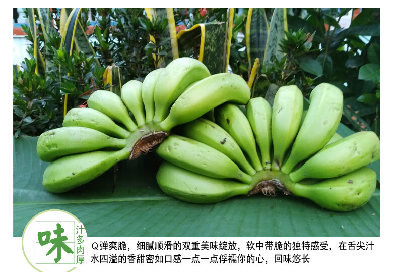 海南香蕉5斤青皮芽蕉水果海南青香蕉