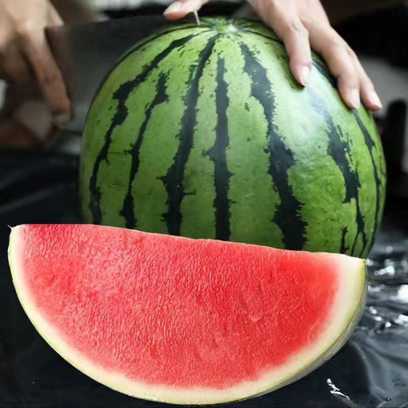 麒麟西瓜无籽早春阳台小凤西瓜麒麟瓜新鲜秧苗批发西瓜苗瓜果四季 京