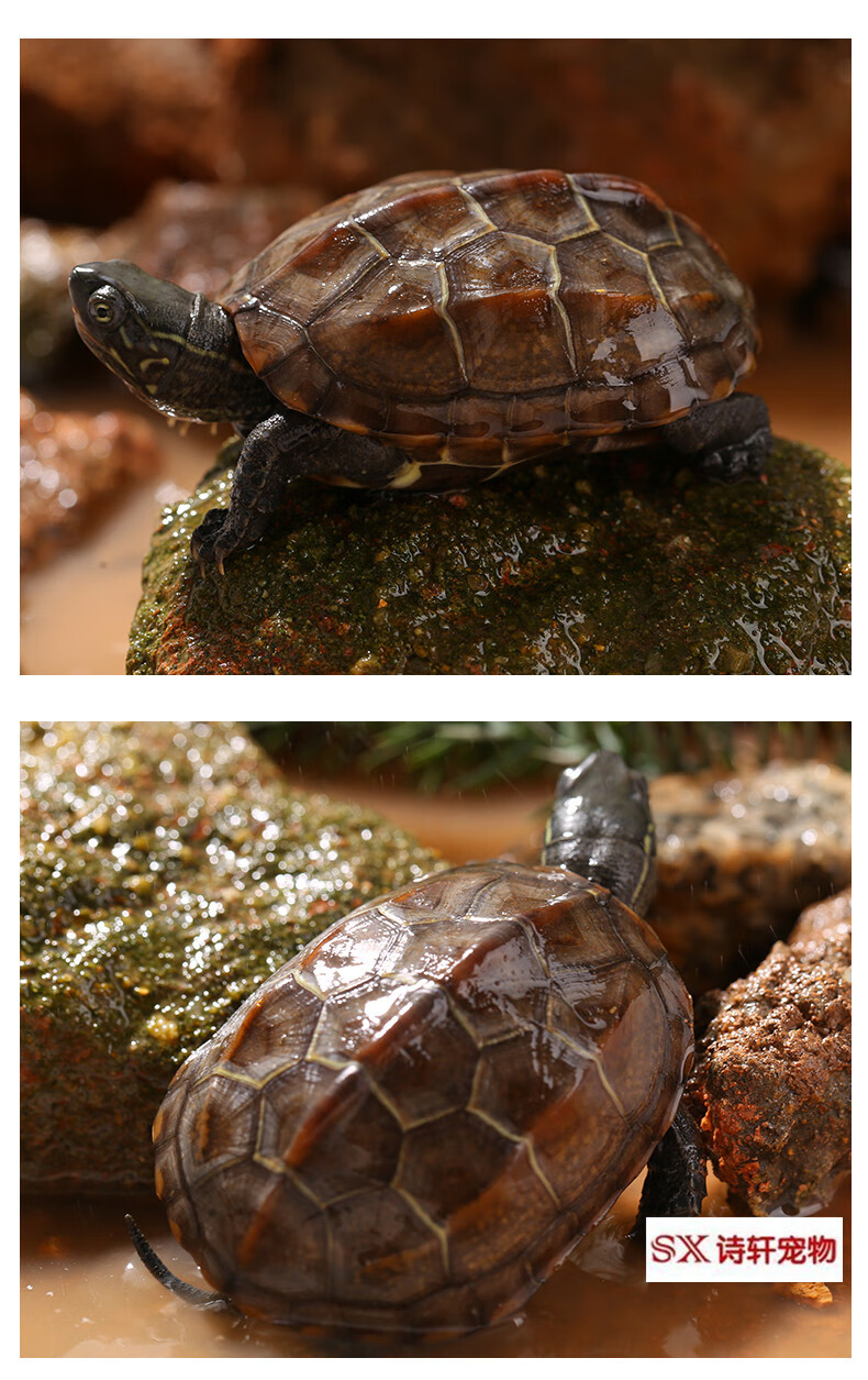 乌龟活体 中华草龟 苏北金线草龟 小乌龟活体外塘长寿龟宠物水龟金线