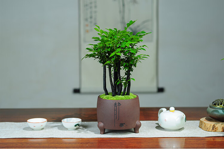 小叶紫檀黑骨茶紫砂盆栽盆景绿植四季常青室内茶几办公桌书房客厅 原