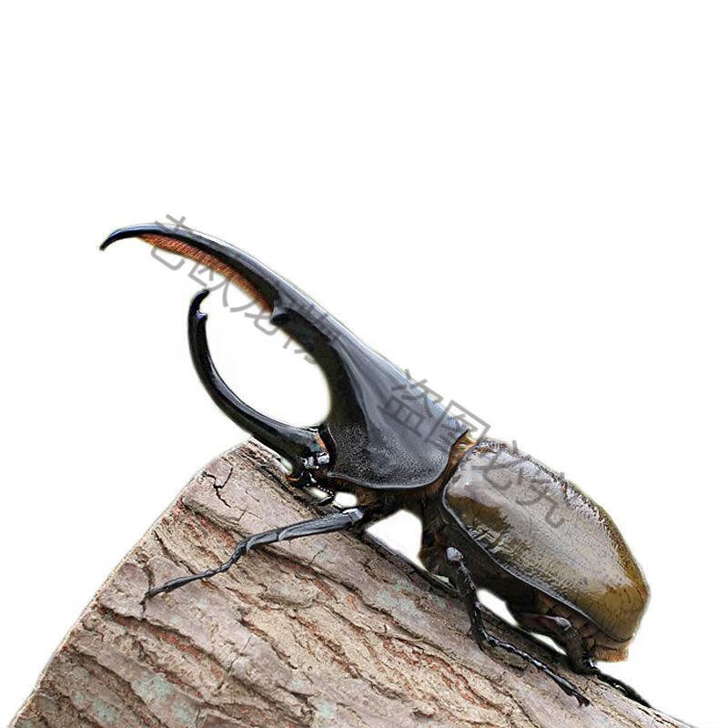 老欧长戟大兜虫战神毛象海神亚克幼虫成虫巨型大个体甲虫独角仙 幼虫 2龄单只的 有血统 图片价格品牌报价 京东