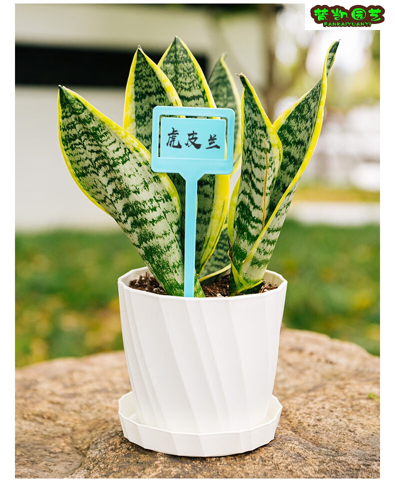 花盆塑料多肉园艺标签园艺插地牌多肉植物标牌记号牌小插牌花卉牌方牌