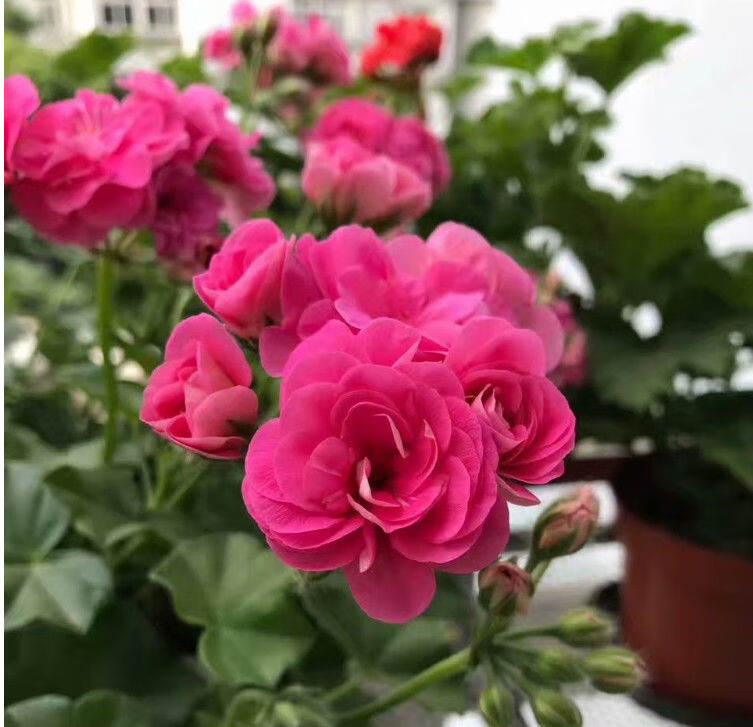 天竺葵花苗番叶天竺葵盆栽夏日玫瑰带花苞垂吊多瓣重瓣大花垂吊 垂吊