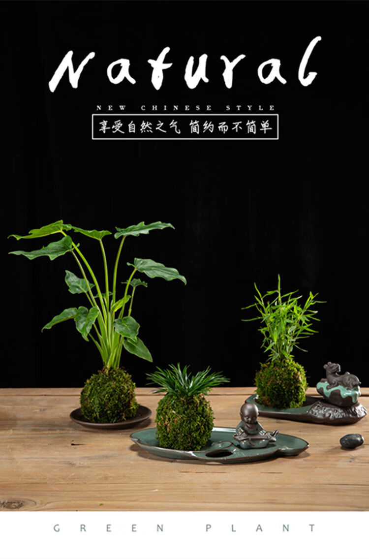 文竹子盆栽室内造景绿植微景观负离子桌面摆件迷你苔藓球植物黄金姬