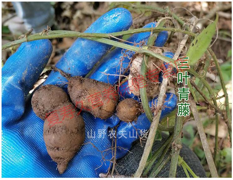 康中尊正宗野生三葉青小兒新鮮金線吊葫蘆藥材500g