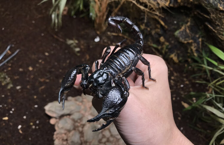 族萃亚洲雨林蝎大号宠物观赏蝎子活体大黑蝎子温顺可上手爬虫异宠活体